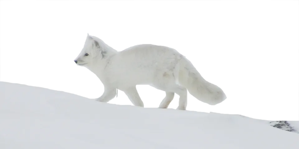Arctic fox winter coat, thick fluffy fur, arctic survival png